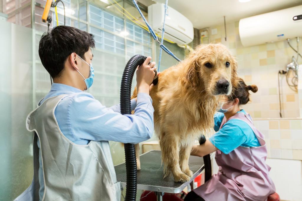 潮流 中国宠物市场持续升温pg电子首页精细养宠渐成