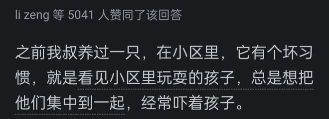 高的边牧？网友：你把它当家人它把你当傻子pg电子免费试玩模拟器为啥很多人不养智力(图2)