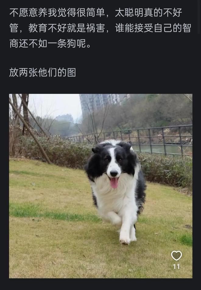 高的边牧？网友：你把它当家人它把你当傻子pg电子免费试玩模拟器为啥很多人不养智力(图3)