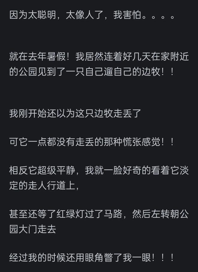 高的边牧？网友：你把它当家人它把你当傻子pg电子免费试玩模拟器为啥很多人不养智力(图4)