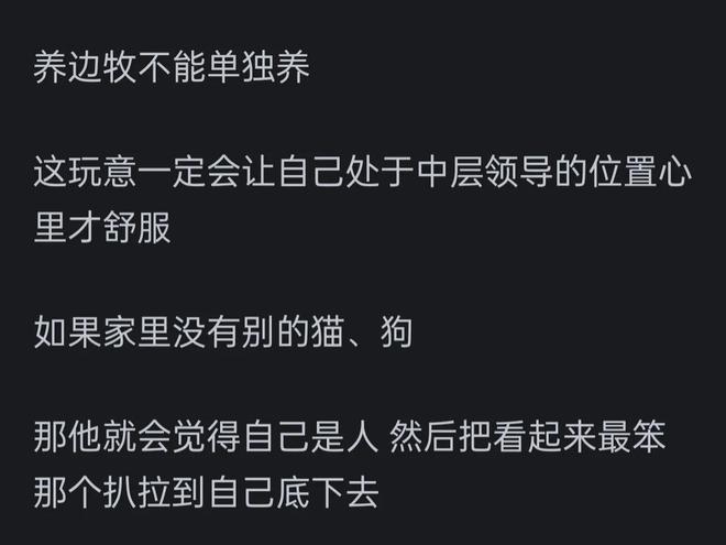 高的边牧？网友：你把它当家人它把你当傻子pg电子免费试玩模拟器为啥很多人不养智力(图5)