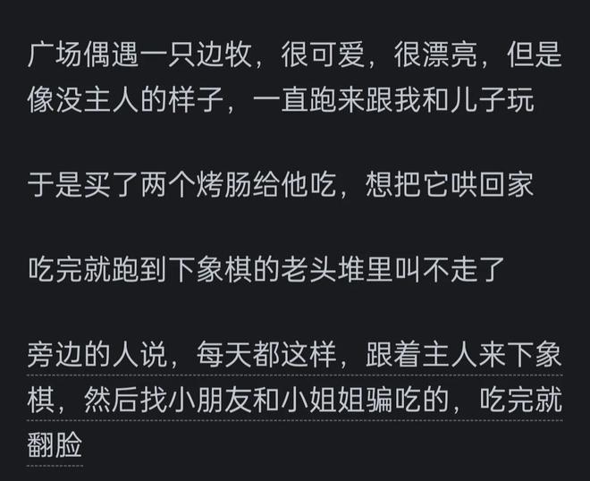 高的边牧？网友：你把它当家人它把你当傻子pg电子免费试玩模拟器为啥很多人不养智力(图8)